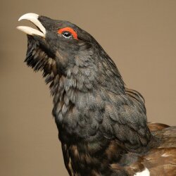 Whole-body mounted capercaillie specimen, height 63 cm, with permission to sell 90.1.22