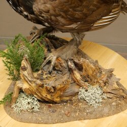 Whole-body mounted capercaillie specimen, height 63 cm, with permission to sell 90.1.22