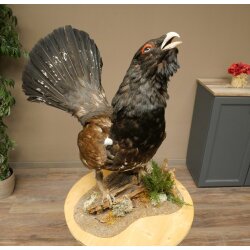 Whole-body mounted capercaillie specimen, height 63 cm, with permission to sell 90.1.22