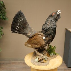 Whole-body mounted capercaillie specimen, height 63 cm, with permission to sell 90.1.22