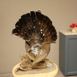 Whole-body mounted capercaillie specimen, height 63 cm, with permission to sell 90.1.22