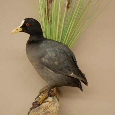 Coot on Dekoast: Taxidermied Coot, Authorized for Sale