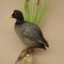 Coot on Dekoast: Taxidermied Coot, Authorized for Sale