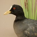 Coot on Dekoast: Taxidermied Coot, Authorized for Sale