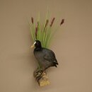 Coot on Dekoast: Taxidermied Coot, Authorized for Sale