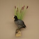 Coot on Dekoast: Taxidermied Coot, Authorized for Sale