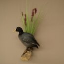 Coot on Dekoast: Taxidermied Coot, Authorized for Sale