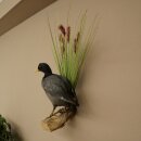 Coot on Dekoast: Taxidermied Coot, Authorized for Sale
