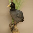 Coot on Dekoast: Taxidermied Coot, Authorized for Sale