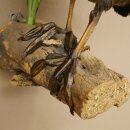 Coot on Dekoast: Taxidermied Coot, Authorized for Sale