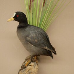 Coot on Dekoast: Taxidermied Coot, Authorized for Sale