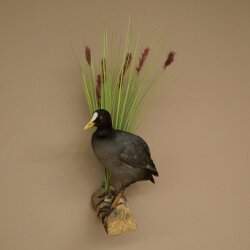 Coot on Dekoast: Taxidermied Coot, Authorized for Sale