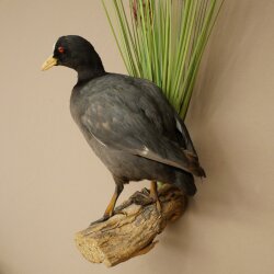 Coot on Dekoast: Taxidermied Coot, Authorized for Sale