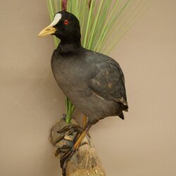Coot on Dekoast: Taxidermied Coot, Authorized for Sale