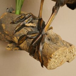 Coot on Dekoast: Taxidermied Coot, Authorized for Sale