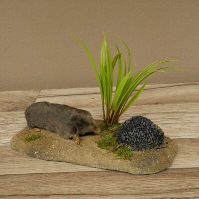 Opgezette mol met molhoop; opgezette dieren met vergunning voor het in de handel brengen