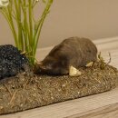 Opgezette mol met molhoop; opgezette dieren met vergunning voor het in de handel brengen