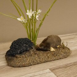 Opgezette mol met molhoop; opgezette dieren met vergunning voor het in de handel brengen