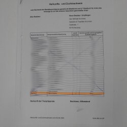 Opgezette mol met molhoop; opgezette dieren met vergunning voor het in de handel brengen