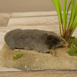 Opgezette mol met molhoop; opgezette dieren met vergunning voor het in de handel brengen