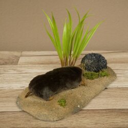 Opgezette mol met molhoop; opgezette dieren met vergunning voor het in de handel brengen