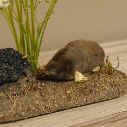 Opgezette mol met molhoop; opgezette dieren met vergunning voor het in de handel brengen