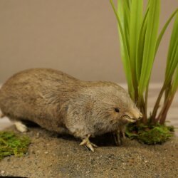Opgezet mol op decoratief voetstuk; opgezette dierlijke preparaten met vergunning voor het in de handel brengen
