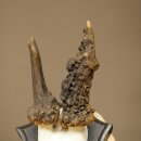Rehgeweih abnormer Rehbock Reh Geweih Bock Gehörn Trophäenschild 607.156
