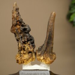 Rehgeweih abnormer Rehbock Reh Geweih Bock Gehörn Trophäenschild 607.156