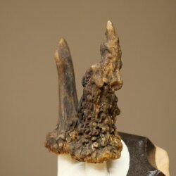 Rehgeweih abnormer Rehbock Reh Geweih Bock Gehörn Trophäenschild 607.156