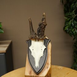 Rehgeweih abnormer Rehbock Reh Geweih Bock Gehörn Trophäenschild 607.156