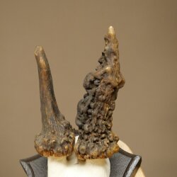 Rehgeweih abnormer Rehbock Reh Geweih Bock Gehörn Trophäenschild 607.156