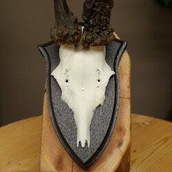 Rehgeweih abnormer Rehbock Reh Geweih Bock Gehörn Trophäenschild 607.156