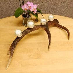 Rothirsch Geweih Kerzenständer Hirsch Horn Advent Kranz Adventskranz  GTK27.6.24
