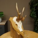 Abnormal roe deer antlers, roe deer buck, antlers, trophy...