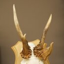 Abnormal roe deer antlers, roe deer buck, antlers, trophy shield 607.157