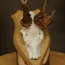 Abnormal roe deer antlers, roe deer buck, antlers, trophy shield 607.157