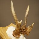 Abnormal roe deer antlers, roe deer buck, antlers, trophy shield 607.157