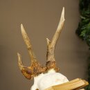 Abnormal roe deer antlers, roe deer buck, antlers, trophy shield 607.157