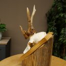Abnormal roe deer antlers, roe deer buck, antlers, trophy shield 607.157