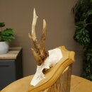 Abnormal roe deer antlers, roe deer buck, antlers, trophy shield 607.157