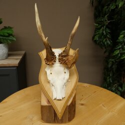 Abnormal roe deer antlers, roe deer buck, antlers, trophy shield 607.157