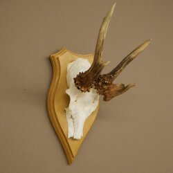 Abnormal roe deer antlers, roe deer buck, antlers, trophy shield 607.157