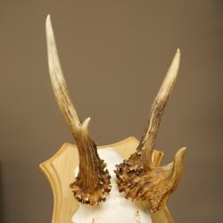 Abnormal roe deer antlers, roe deer buck, antlers, trophy shield 607.157