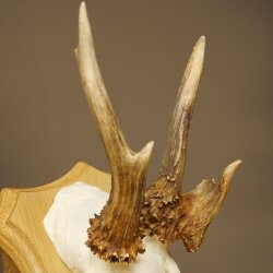 Abnormal roe deer antlers, roe deer buck, antlers, trophy shield 607.157