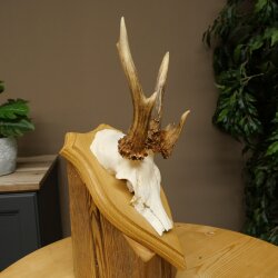 Abnormal roe deer antlers, roe deer buck, antlers, trophy shield 607.157