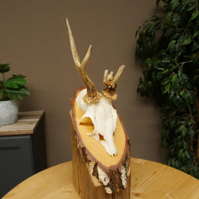 Abnormal roe deer antlers, roe deer buck, antlers, buck, horns, birch, sign 607.158