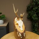 Abnormal roe deer antlers, roe deer buck, antlers, buck,...