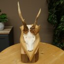 Abnormal roe deer antlers, roe deer buck, antlers, buck, horns, birch, sign 607.158