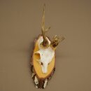 Abnormal roe deer antlers, roe deer buck, antlers, buck, horns, birch, sign 607.158